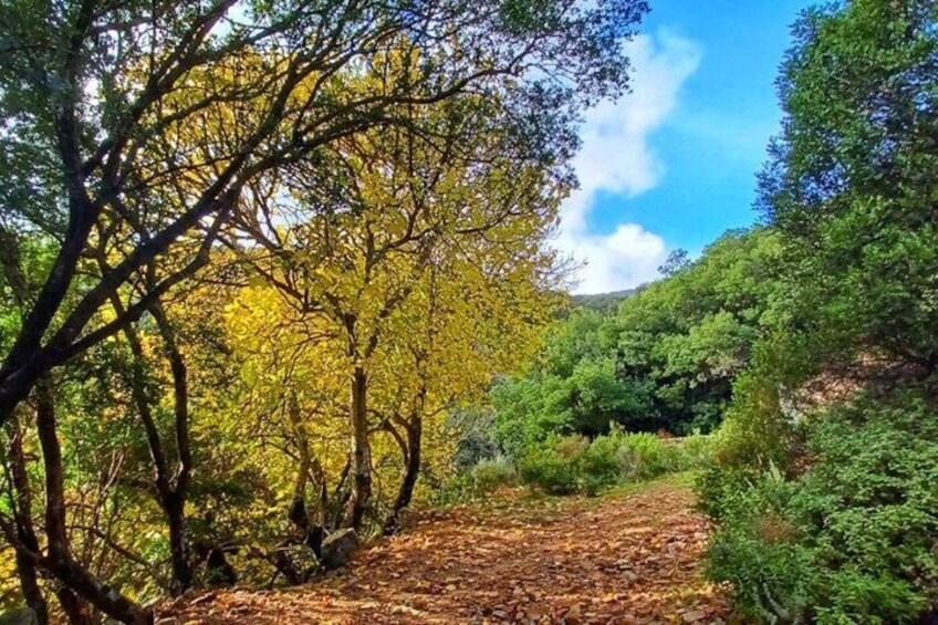 Castiadas Trekking in the S'Acqua Callenti Forest