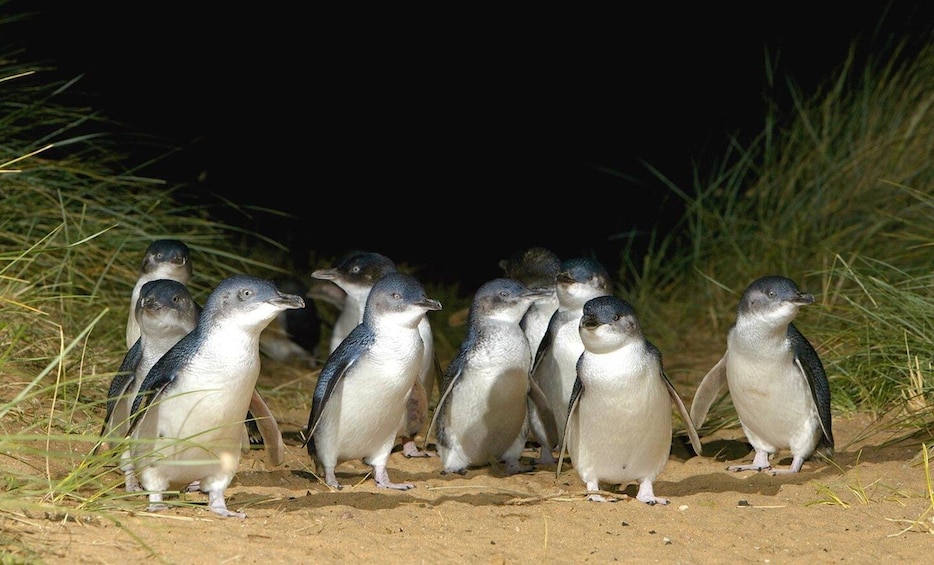 Picture 2 for Activity Melbourne: Phillip Island Private Tour with Penguin Parade