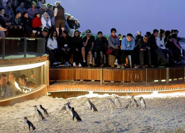 Picture 3 for Activity Melbourne: Phillip Island Private Tour with Penguin Parade