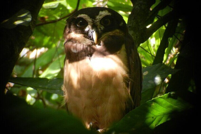 Birdwatching Pipeline Road Starting from Cruise Port Colon 2000
