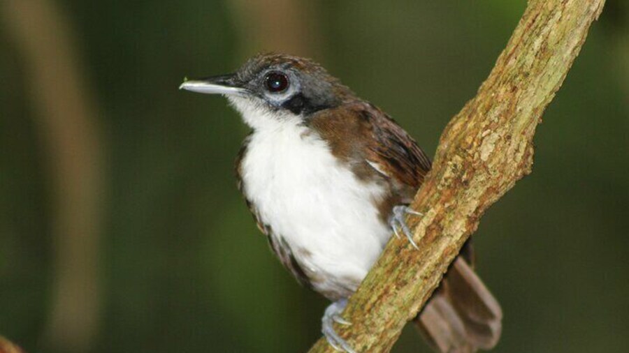 Birdwatching Pipeline Road Starting from Cruise Port Colon 2000