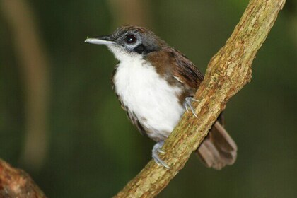 Birdwatching Pipeline Road Starting from Cruise Port Colon 2000