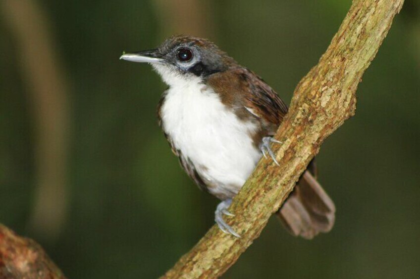 Birdwatching Pipeline Road Starting from Cruise Port Colon 2000 