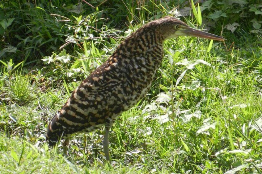 Birdwatching Pipeline Road Starting from Cruise Port Colon 2000