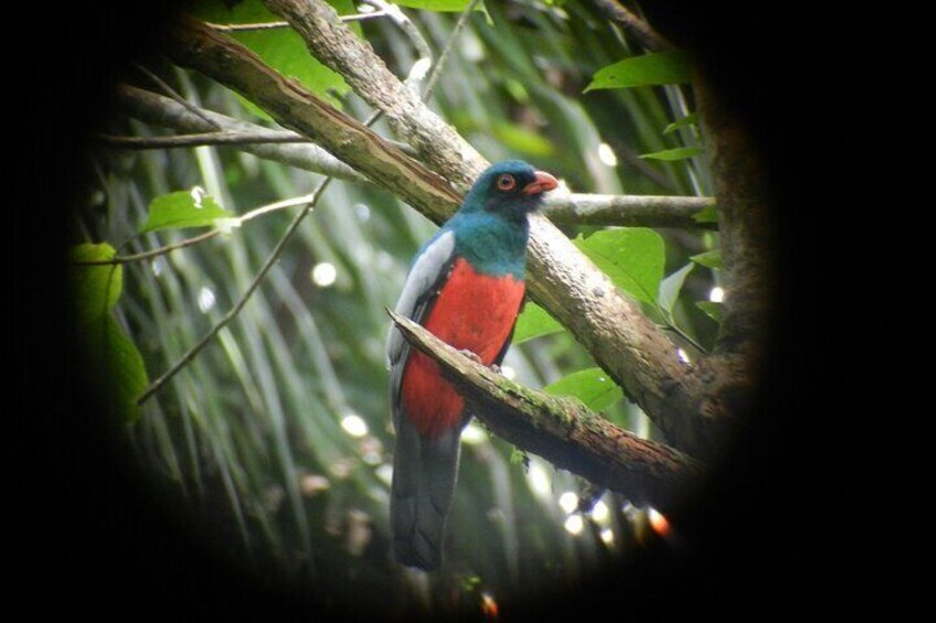 Birdwatching Pipeline Road Starting from Cruise Port Colon 2000