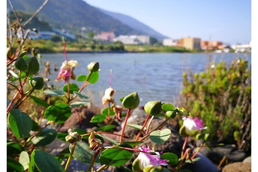 Discover Salina with Map Local Tips and Info on All Aeolian Islands