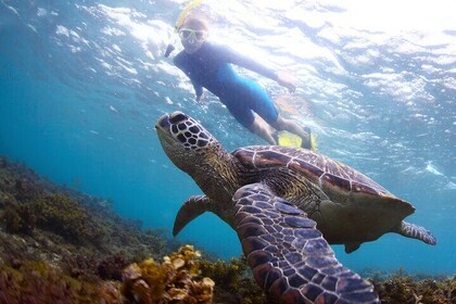 Snorkel with Turtles