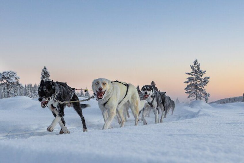  Winter Wildlife Encounter and Dog Sledding