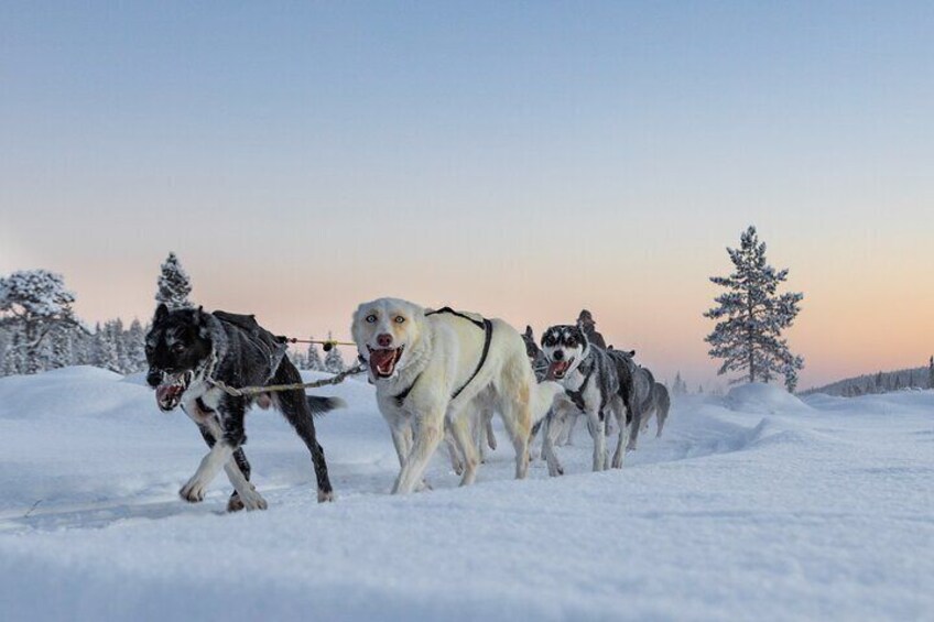 Polar Sunrise Eco Experience (10:00-13:00- driving the sled)