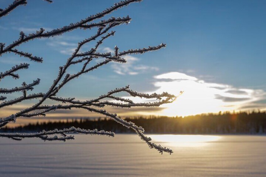 Winter Wildlife Encounter and Dog Sledding