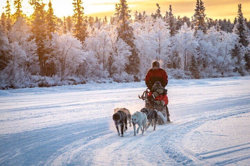  Winter Wildlife Encounter and Dog Sledding