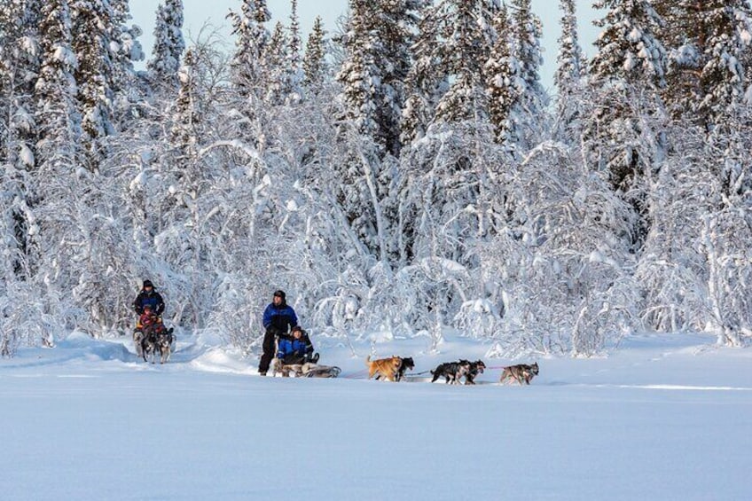  Winter Wildlife Encounter and Dog Sledding