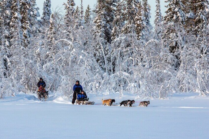 Winter Wildlife Encounter and Dog Sledding