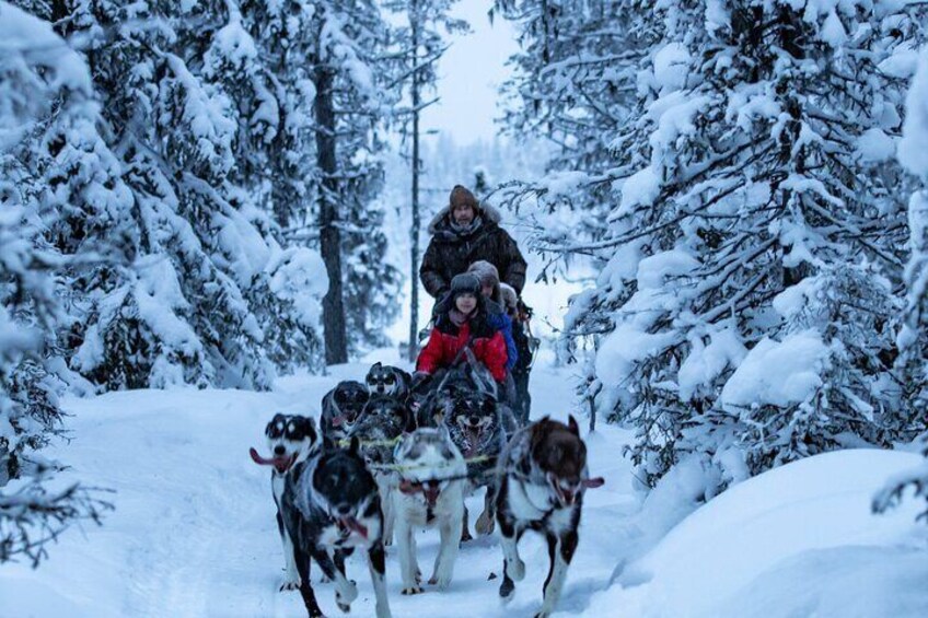 Winter Wildlife Encounter and Dog Sledding