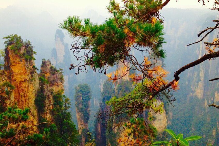 Full Day Tour at Zhangjiajie National Forest Park by Locals 