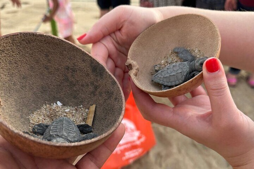 Turtle Release 