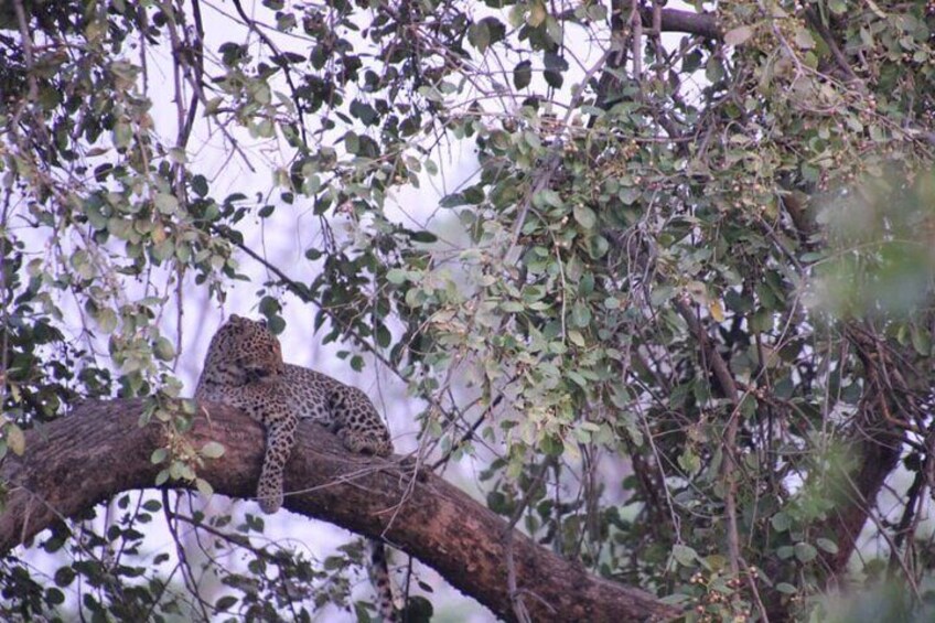 Jungle Jeep Safari Ranipur Range Haridwar