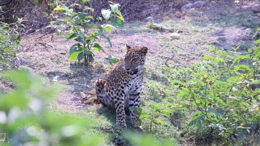 Jungle Jeep Safari Ranipur Range Haridwar
