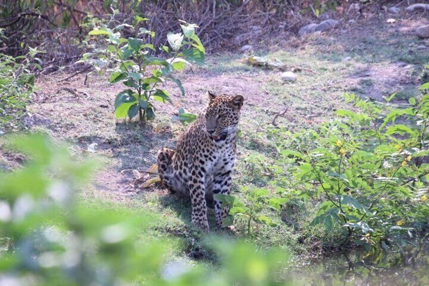 Jungle Jeep Safari Ranipur Range Haridwar 
