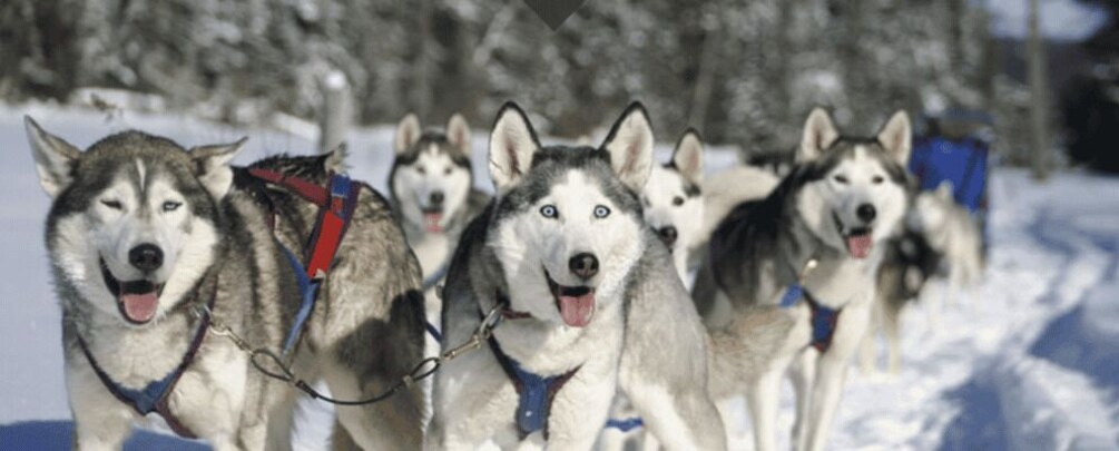 Picture 3 for Activity Haliburton: Dog Sledding Adventure