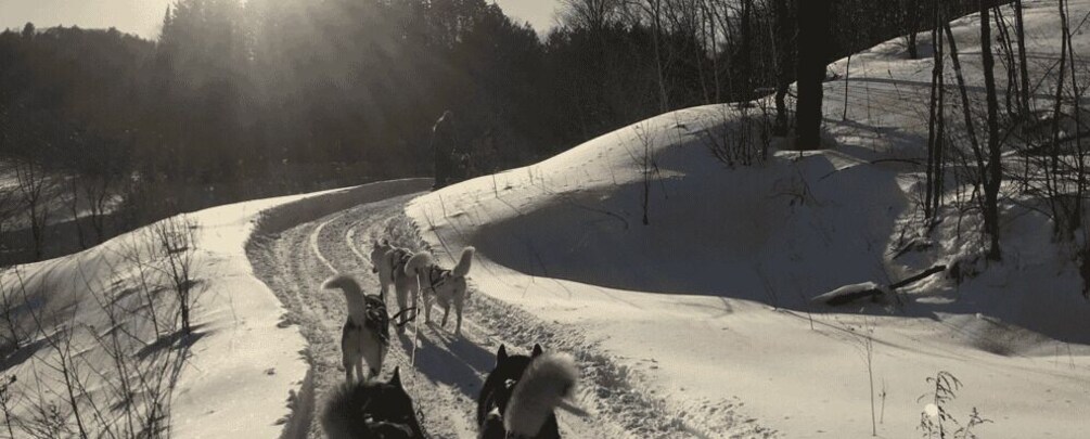 Picture 2 for Activity Haliburton: Dog Sledding Adventure