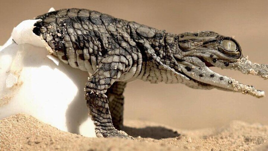 Djerba Tunisia Guided Tour To The Crocodiles Park