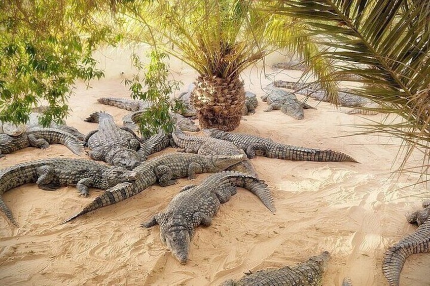 Djerba Tunisia Guided Tour To The Crocodiles Park