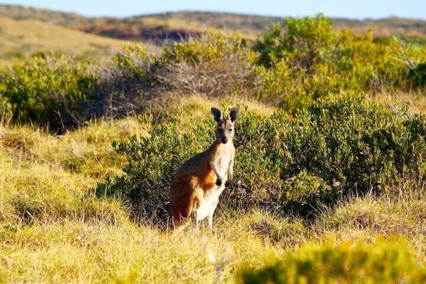 Snowy Mountains NSW Private Tour 3 Days