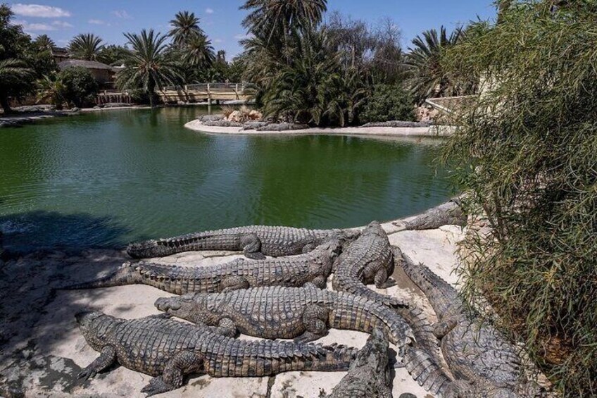 Promonede in a carriage to Crocodile Park in Djerba 