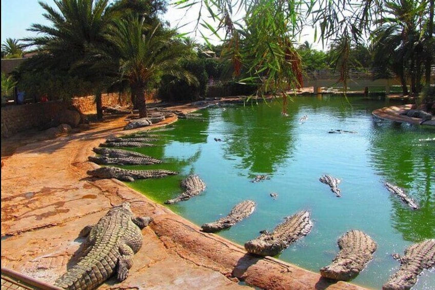 Promonede in a carriage to Crocodile Park in Djerba 