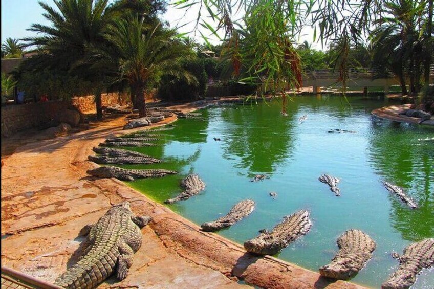 Promonede in a carriage to Crocodile Park in Djerba