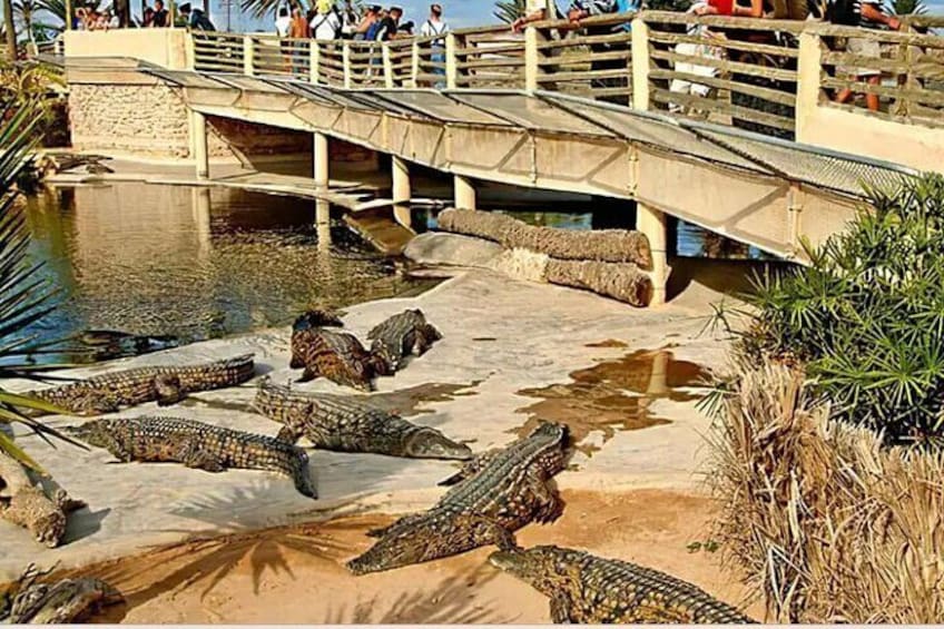 Promonede in a carriage to Crocodile Park in Djerba 