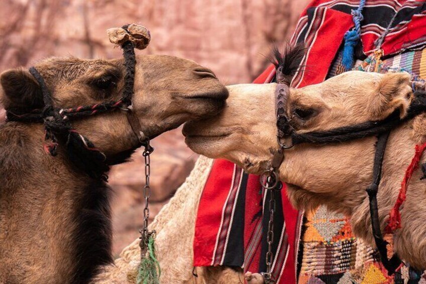 Camel Shooting