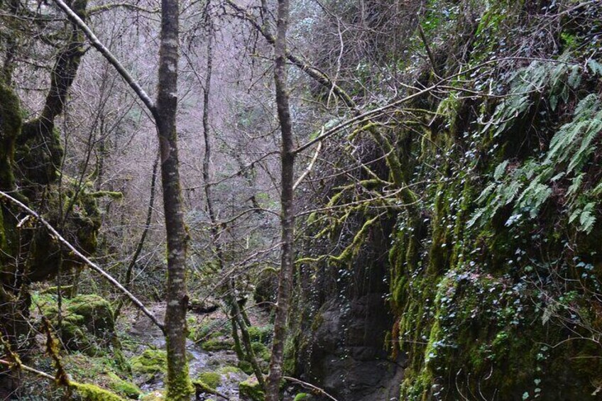 One Day Hiking Escape to Arcadia Forests 
