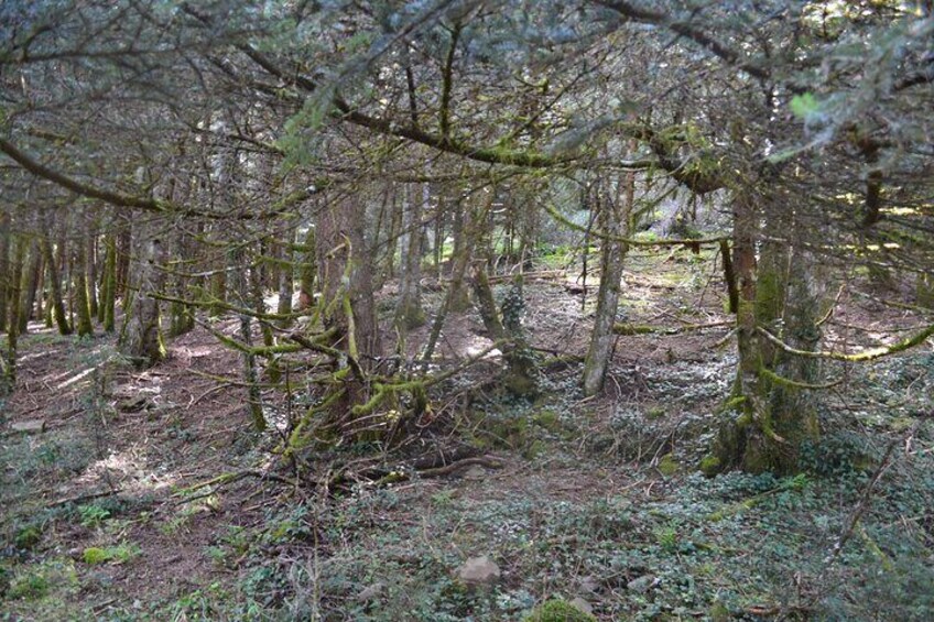 One Day Hiking Escape to Arcadia Forests