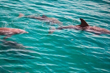 Morning Snorkel & Dolphin Adventure