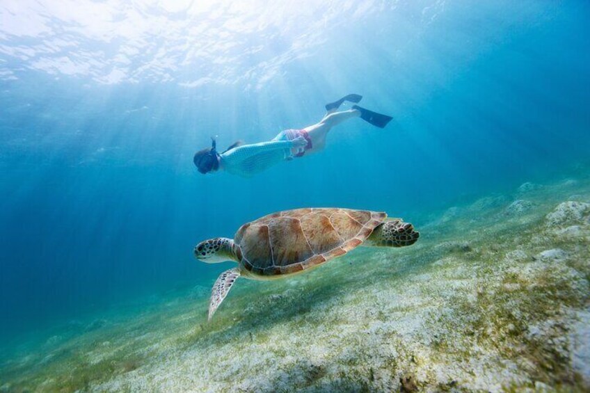 Morning Snorkel & Dolphin Adventure