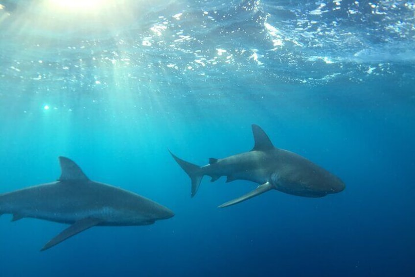 Shark dive tour Oahu North Shore