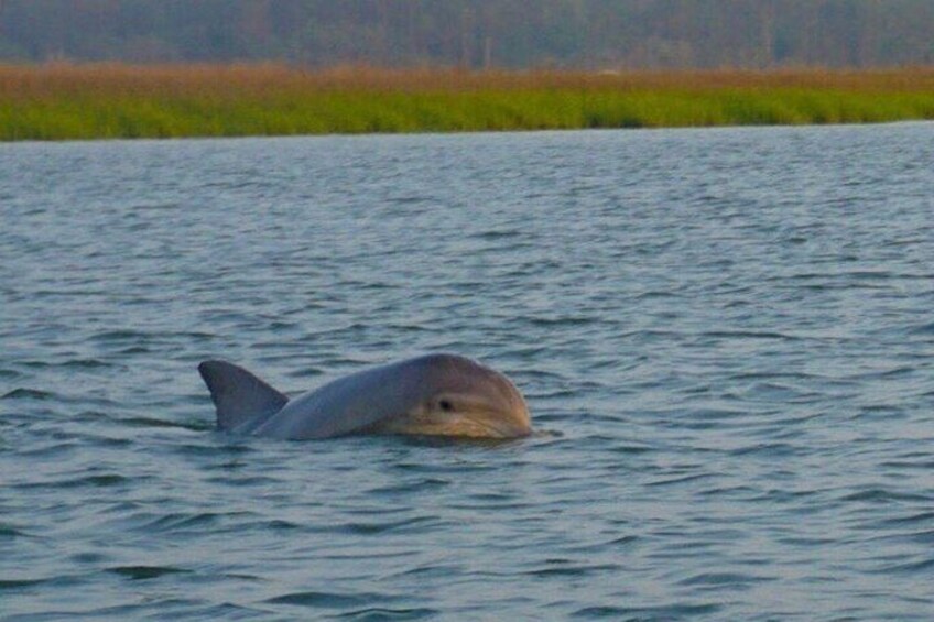 Private Sunset and Fireworks Dolphin Tour