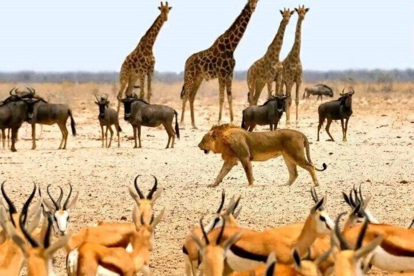 3 Days Masai Mara Group Tour 