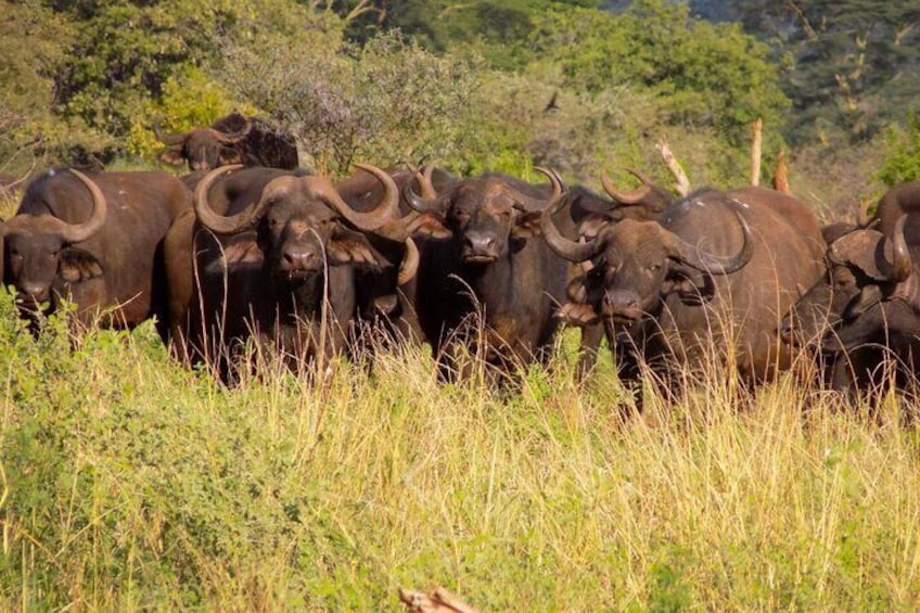 3 Days Masai Mara Group Tour 