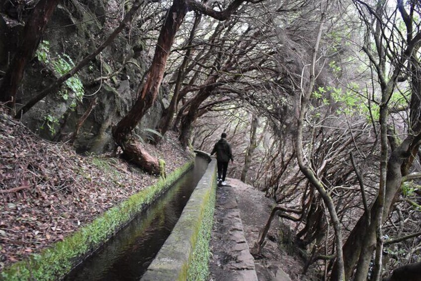 Madeira Adventure Tour Skywalk Levada Walk and Mystic Forest