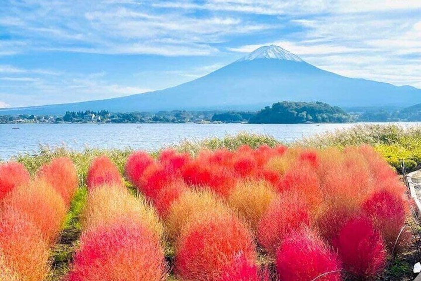 Mount Fuji and Cherry Blossom Private Guided Tour with Pickup 