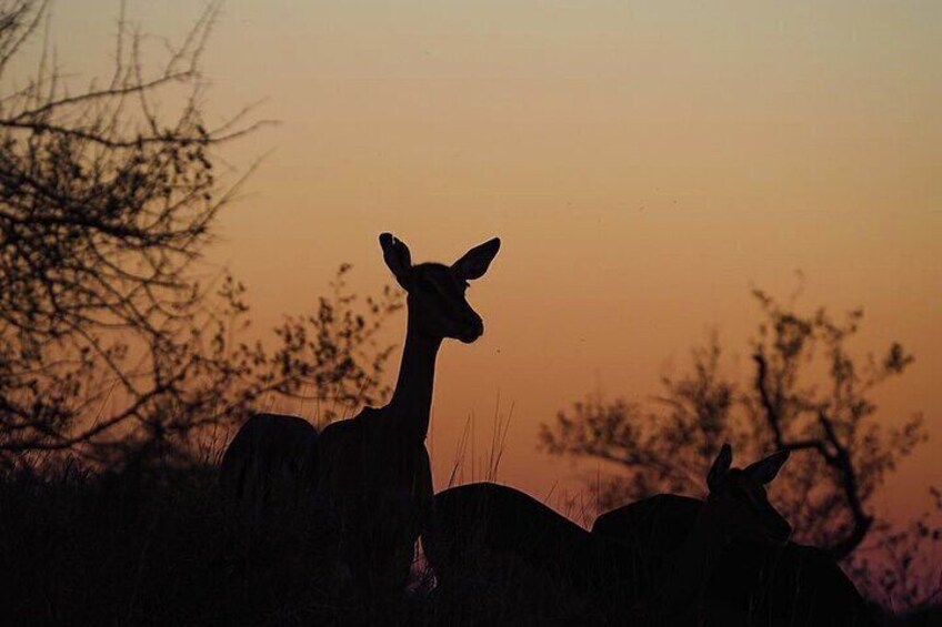 Private Kruger National Park Day Trip with Breakfast