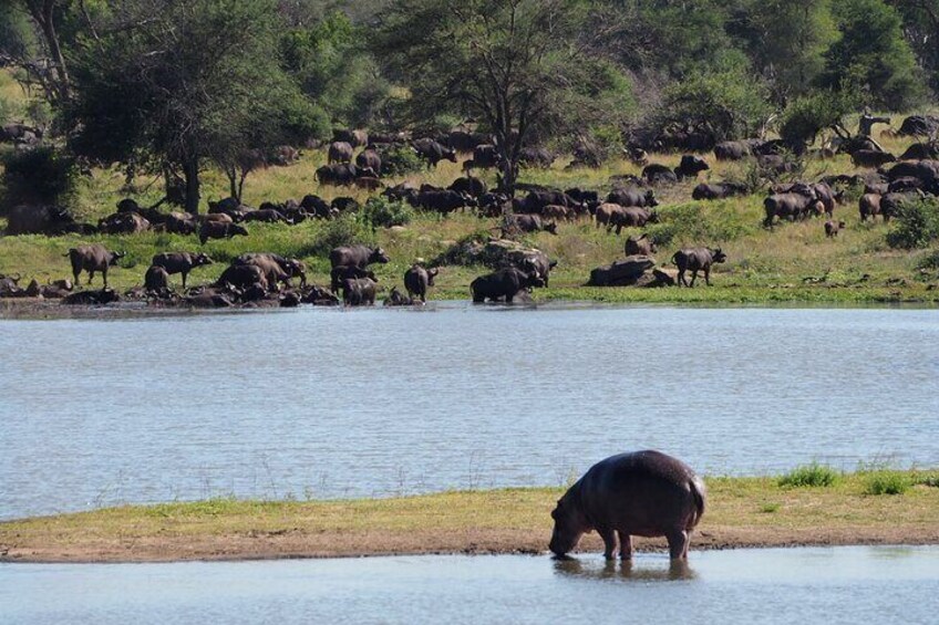 Private Kruger National Park Day Trip with Breakfast