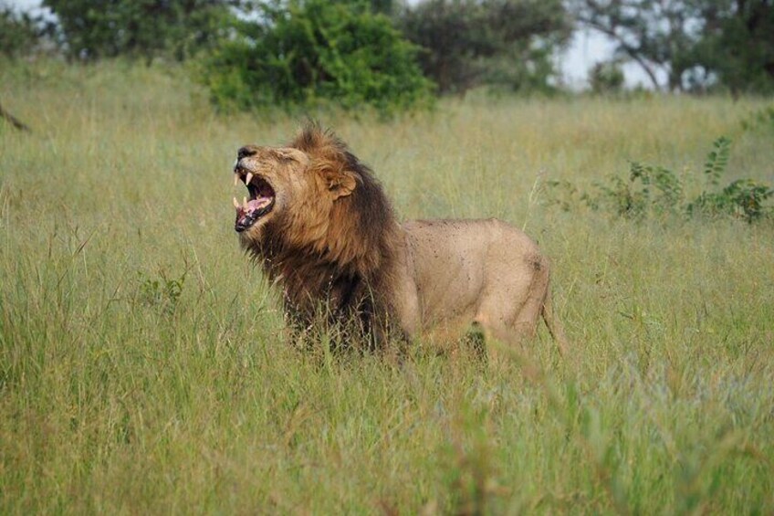 Private Kruger National Park Day Trip with Breakfast