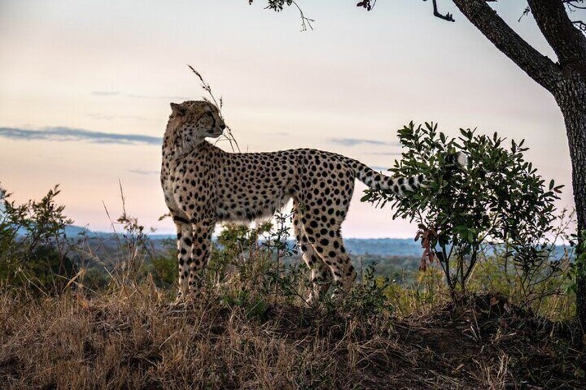 Private Kruger National Park Day Trip with Breakfast