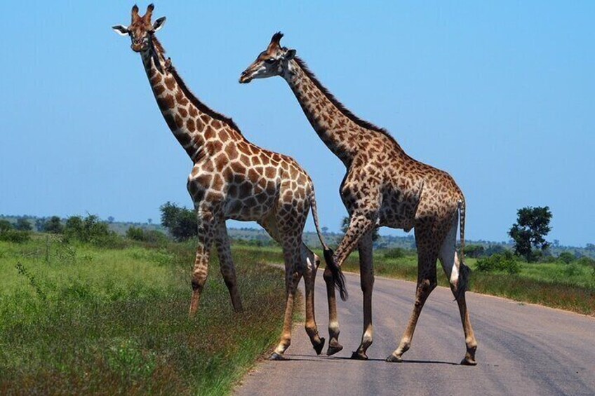Private Kruger National Park Day Trip with Breakfast