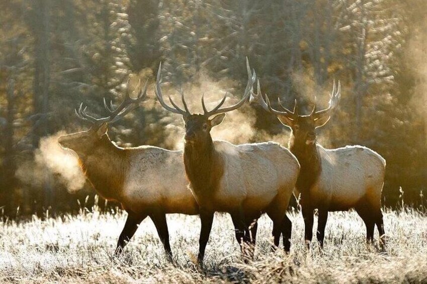 Calgary to Banff,YoHo National Park Private Day Tour