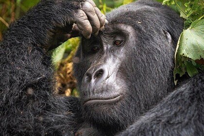 4 Days Gorilla Flying Safari Uganda